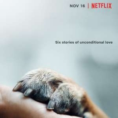 爱犬情深 爱犬情深